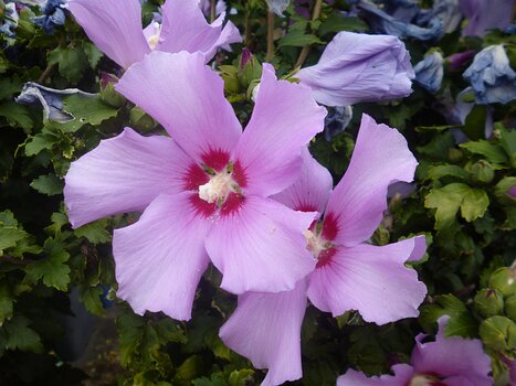 2022-08 Rambouillet Dominique F, détail sortie