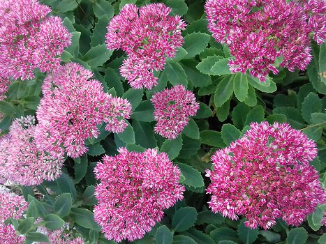 2022-09 Vallée de l'Oise Jocelyne D, détail sortie