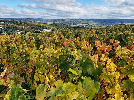 2022-10 Champagne Hélène B, détail sortie