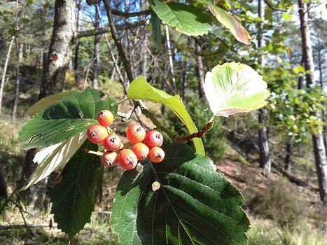 2022-10 Fontainebleau - sud Jocelyne D, détail sortie
