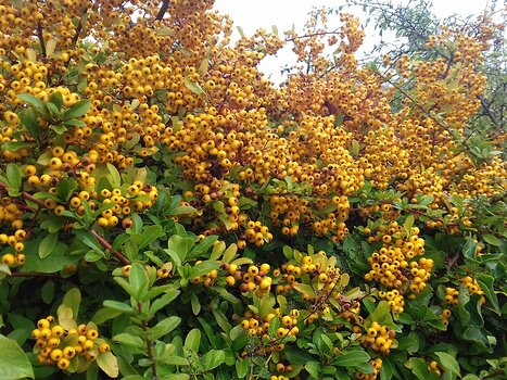 2022-11 Bois le Roi Jocelyne D, détail sortie