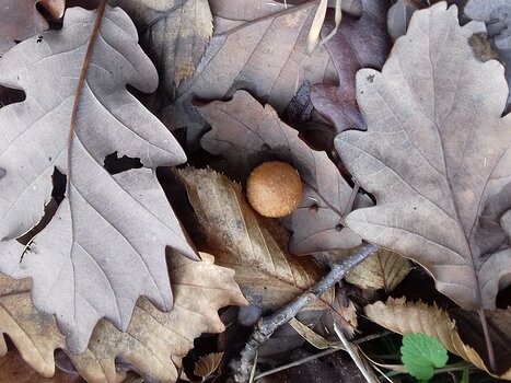 2023-01 Saint-Germain-En-Laye Jocelyne D, détail sortie
