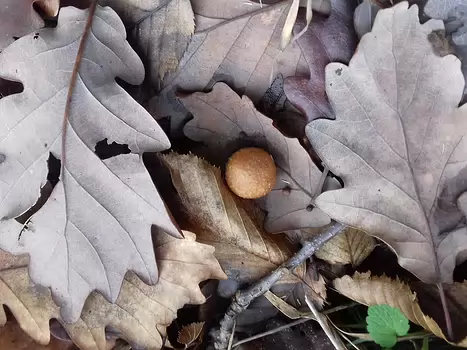 2023-01 Saint-Germain-En-Laye Jocelyne D, détail sortie