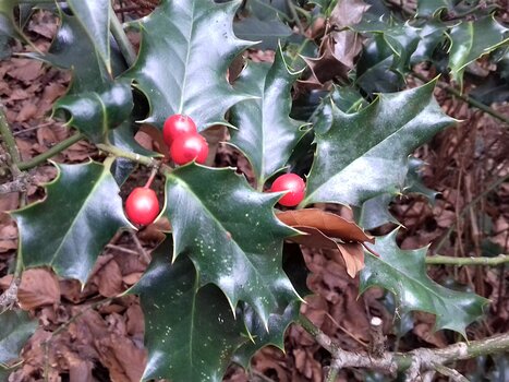 2023-02 Fontainebleau Jocelyne D, détail sortie