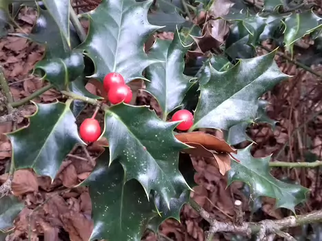 2023-02 Fontainebleau Jocelyne D, détail sortie