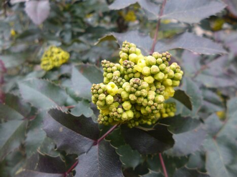 2023-03 Chevreuse Dominique F, détail sortie