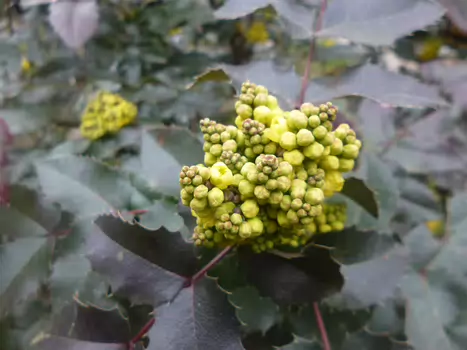 2023-03 Chevreuse Dominique F, détail sortie