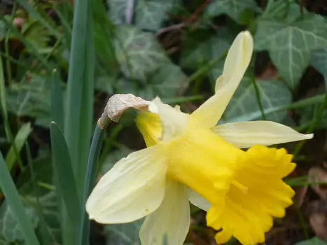 2023-04 Ecouen Dominique F, détail sortie