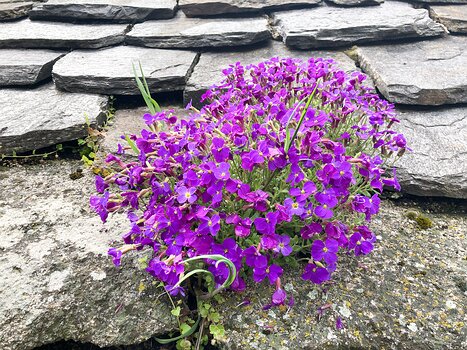 2023-04 Lozère Adeline B, Valérie L, Xavier L, détail sortie