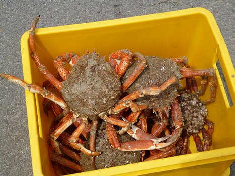 2023-05 Côte d'Armor Détail sortie