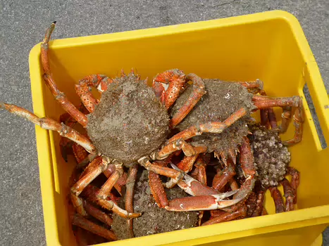 2023-05 Côte d'Armor Détail sortie