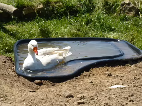 2023-05 Hurepoix Dominique F, détail sortie