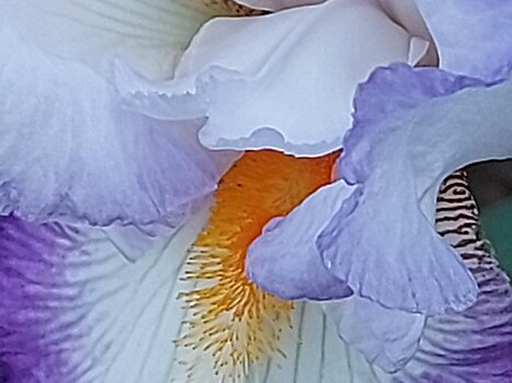 2023-05 Parc de Bagatelle Catherine F, détail sortie