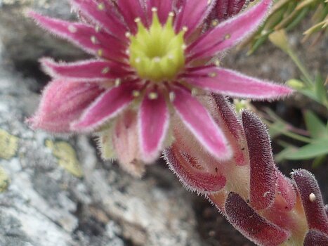 2023-07 Neouvielle et Gavarnie Agnès M, Nathalie D, Elvire P, Olivier M, détail sortie