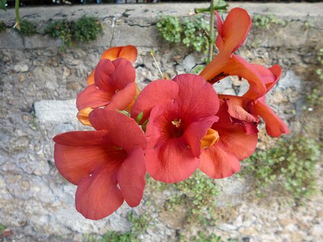 2023-08 Chevreuse Dominique F, détail sortie