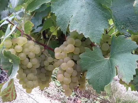 2023-09 Marne Jocelyne D, détail sortie