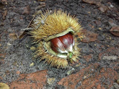 2023-09 Ru des Vaux Jocelyne D, détail sortie