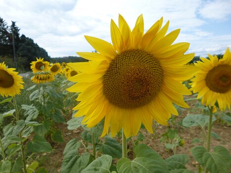 2023-09 St Chéron Dominique F, détail sortie
