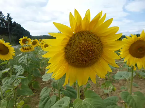 2023-09 St Chéron Dominique F, détail sortie