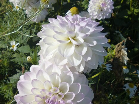 2023-10 Brie Dominique F, détail sortie