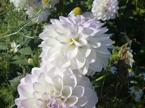 2023-10 Brie Dominique F, détail sortie