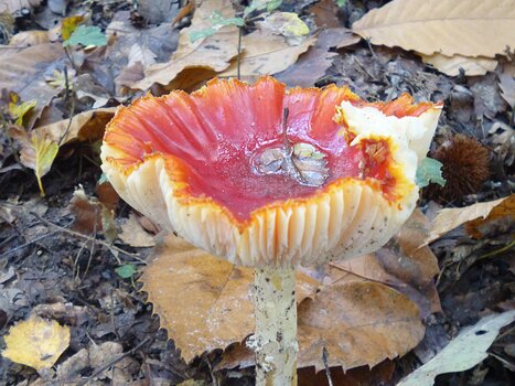 2023-10 Dourdan Dominique F, détail sortie