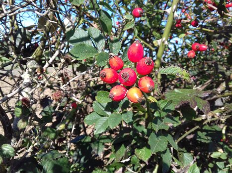 2023-10 Perray-en-Yvelines Jocelyne D, détail sortie