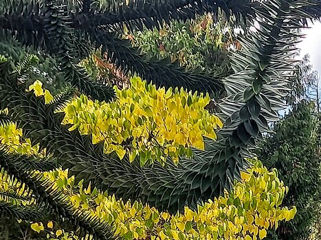 2023-11 Arboretum Détail sortie