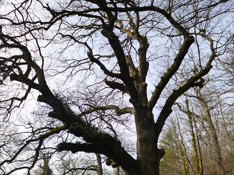 2024-01 Vaux-de-Cernay Dominique F, détail sortie