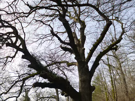 2024-01 Vaux-de-Cernay Dominique F, détail sortie