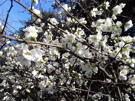 2024-02 Rueil Malmaison Jocelyne D, détail sortie