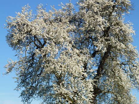 2024-03 Chevreuse Dominique F, détail sortie