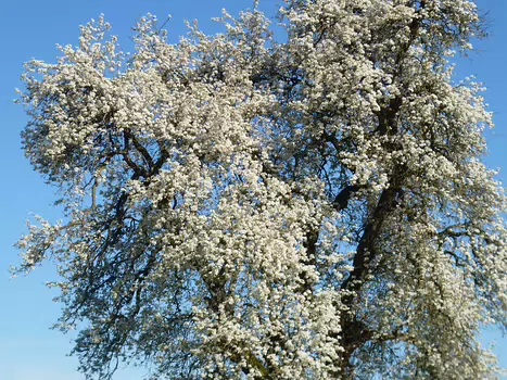 2024-03 Chevreuse Dominique F, détail sortie