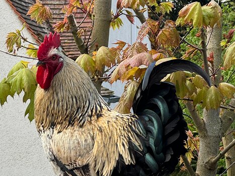 2024-04 Oise Alice P, Valérie V, Eric G, détail sortie