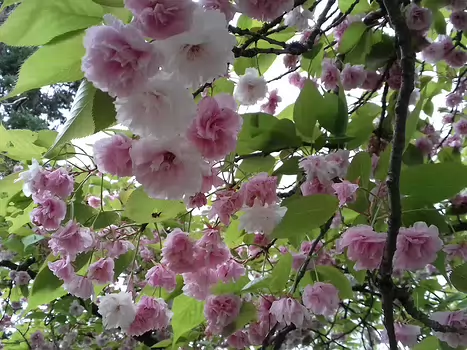 2024-04 Vallée-aux-Loups Jocelyne D, détail sortie