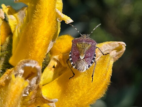 2024-05 Bretagne nord Alain Z, détail sortie