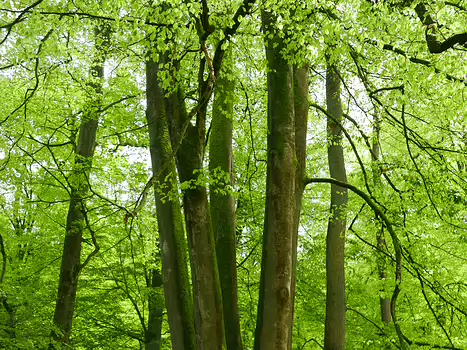 2024-05 Oise Baptiste M, détail sortie