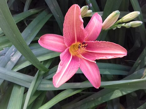 2024-06 Saint-Mard Jocelyne D, détail sortie