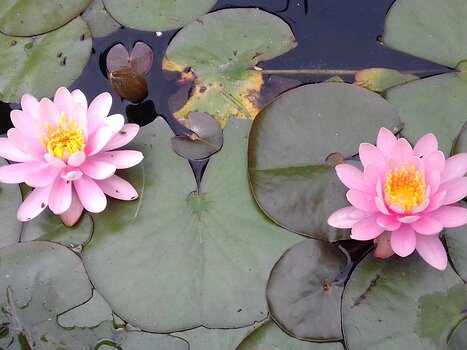 2024-06 Vallée-aux-Loups Jocelyne D, détail sortie