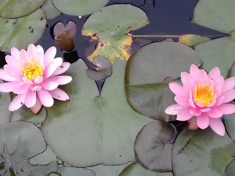 2024-06 Vallée-aux-Loups Jocelyne D, détail sortie