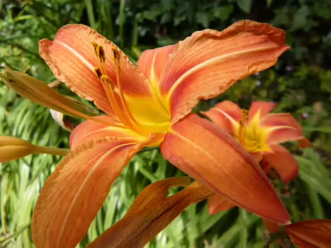 2024-07 Chevreuse Dominique F, détail sortie