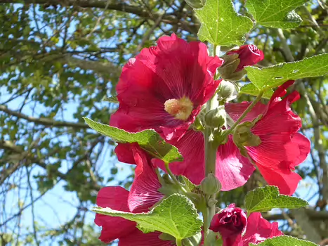 2024-07 Rambouillet Dominique F, détail sortie