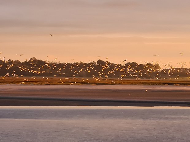 2024-10 Baie de Somme