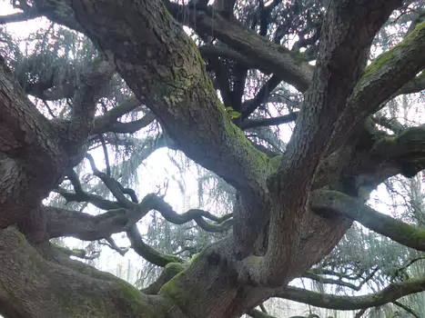 2025-02 Bourg-la-Reine Dominique F, détail sortie