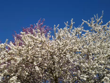2025-03 Bois-d'Arcy Dominique F, détail sortie