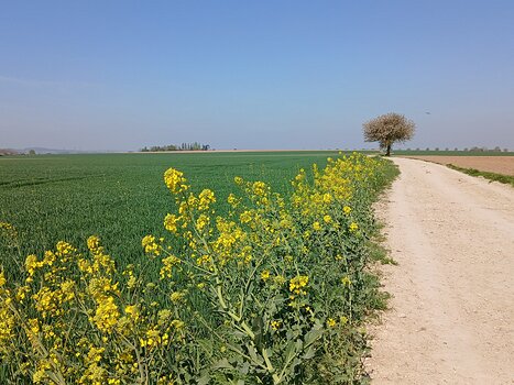 2025-04 Auvers-sur-Oise Jocelyne D, détail sortie