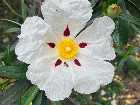 2025-05 Esterel François G, détail sortie