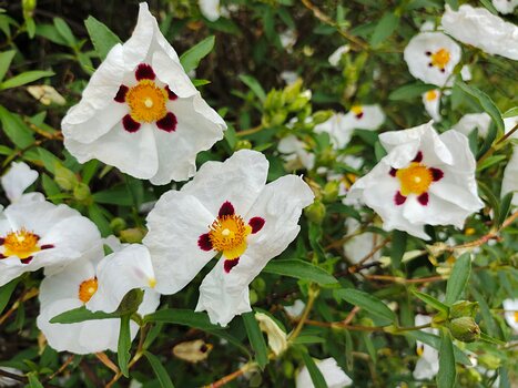 2025-05 Parc de Sceaux Christine B, Florence G, Valérie V, détail sortie