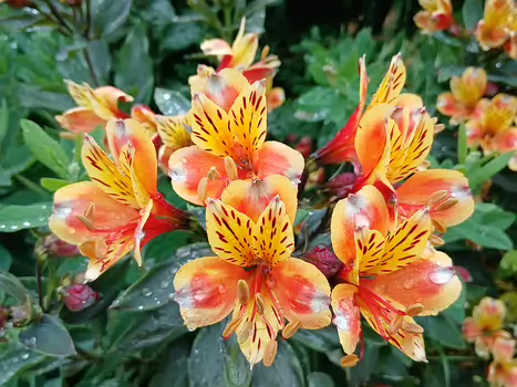 2025-06 Bièvre Jocelyne D, détail sortie