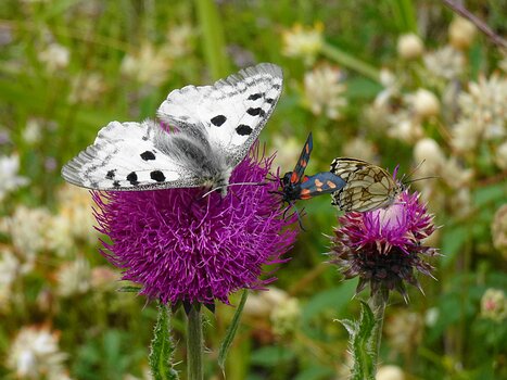2025-07 Combins Catherine D, Christelle F, Xavier L, Isabelle M, détail sortie